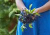 Close Up Of Woman Holding Bunch Of Elderberries