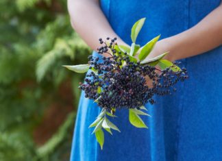 Close Up Of Woman Holding Bunch Of Elderberries