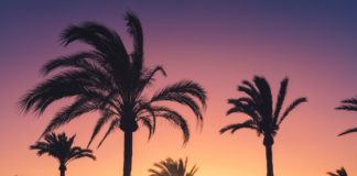 Palmen mit bunten Himmel bei Sonnenuntergang