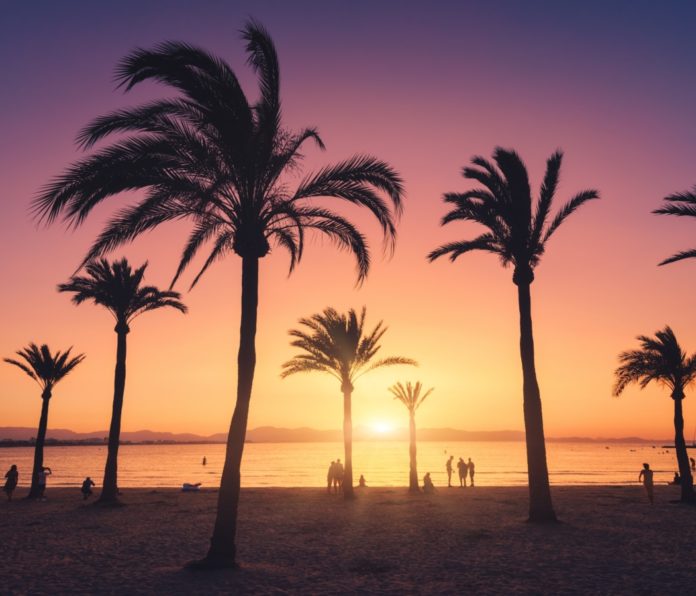 Palmen mit bunten Himmel bei Sonnenuntergang